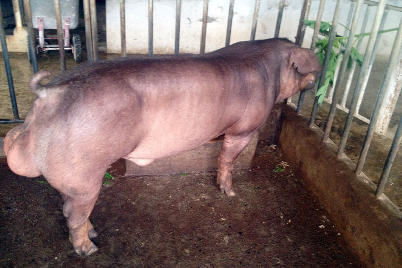 Đực Duroc – BT55