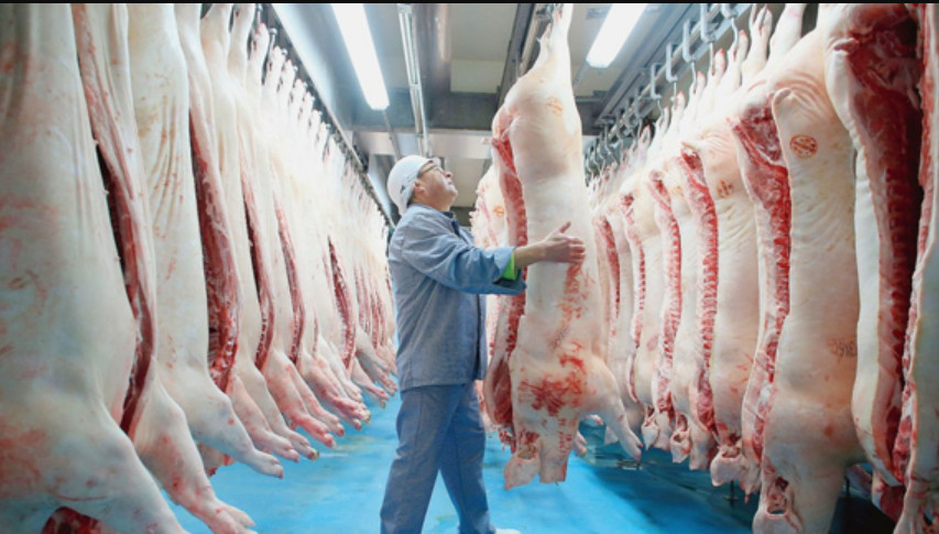 Giá heo hơi 17/11/2025